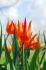 TULIPA LILY FLOWERING DUTCH DANCER 12 CM. 100 LOOSE P.BINBOX