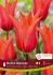 TULIPA LILY FLOWERING DUTCH DANCER 12 CM. 15 QUALITY PKGS.X 6