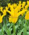 TULIPA LILY FLOWERING FLASHBACK 12 CM. 100 LOOSE P.BINBOX