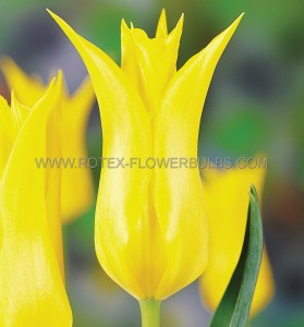 TULIPA LILY FLOWERING ‘FLASHBACK‘ 12/+ CM. (100 LOOSE P.BINBOX)