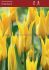 TULIPA LILY FLOWERING FLASHBACK 12 CM. 100 LOOSE P.BINBOX