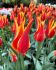 TULIPA LILY FLOWERING FLY AWAY 12 CM. 100 LOOSE P.BINBOX