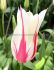 TULIPA LILY FLOWERING MARILYN 12 CM. 100 LOOSE P.BINBOX