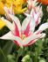 TULIPA LILY FLOWERING MARILYN 12 CM. 100 LOOSE P.BINBOX