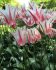 TULIPA LILY FLOWERING MARILYN 12 CM. 100 LOOSE P.BINBOX