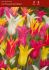 TULIPA LILY FLOWERING MIX 12 CM. 100 LOOSE P.BINBOX