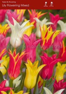 TULIPA LILY FLOWERING ‘MIX‘ 12/+ CM. (100 LOOSE P.BINBOX)