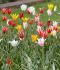 TULIPA LILY FLOWERING MIX 12 CM. 100 LOOSE P.BINBOX