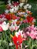 TULIPA LILY FLOWERING MIX 12 CM. 100 LOOSE P.BINBOX