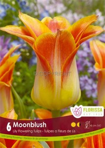 TULIPA LILY FLOWERING ‘MOONBLUSH‘ 12/+ CM. (15 QUALITY PKGS.X 6)