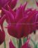 TULIPA LILY FLOWERING PURPLE DREAM 12 CM. 100 LOOSE P.BINBOX