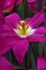 TULIPA LILY FLOWERING PURPLE DREAM 12 CM. 100 LOOSE P.BINBOX