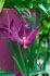 TULIPA LILY FLOWERING PURPLE DREAM 12 CM. 100 LOOSE P.BINBOX