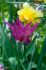 TULIPA LILY FLOWERING PURPLE DREAM 12 CM. 100 LOOSE P.BINBOX