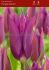 TULIPA LILY FLOWERING PURPLE DREAM 12 CM. 100 LOOSE P.BINBOX