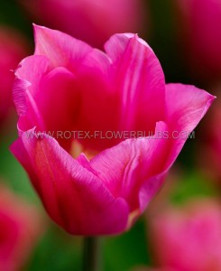 TULIPA LILY FLOWERING ‘QUEEN RANIA‘ 12/+ CM. (100 LOOSE P.BINBOX)