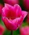 TULIPA LILY FLOWERING QUEEN RANIA 12 CM. 100 LOOSE P.BINBOX