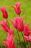 TULIPA LILY FLOWERING QUEEN RANIA 12 CM. 100 LOOSE P.BINBOX