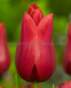 TULIPA LILY FLOWERING ‘RED STREET‘ 12/+ CM. (100 LOOSE P.BINBOX)