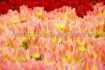 TULIPA MULTIFLOWERING ANTOINETTE 12 CM. 15 QUALITY PKGS.X 6