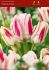 TULIPA MULTIFLOWERING CANDY CLUB 12 CM. 100 LOOSE P.BINBOX