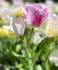 TULIPA MULTIFLOWERING CANDY CLUB 12 CM. 100 LOOSE P.BINBOX