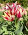 TULIPA MULTIFLOWERING FLAMING CLUB 12 CM. 100 LOOSE P.BINBOX