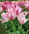 TULIPA MULTIFLOWERING FLAMING CLUB 12 CM. 15 QUALITY PKGS.X 6