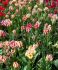 TULIPA MULTIFLOWERING FLAMING CLUB 12 CM. 15 QUALITY PKGS.X 6