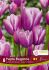 TULIPA MULTIFLOWERING PURPLE ELEGANCE 12 CM. 15 QUALITY PKGS.X 6