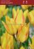 TULIPA MULTIFLOWERING ROYAL GEORGETTE 12 CM. 100 LOOSE P.BINBOX