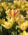 TULIPA MULTIFLOWERING ROYAL GEORGETTE 12 CM. 100 LOOSE P.BINBOX