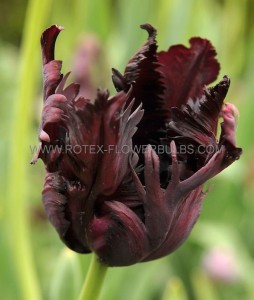 TULIPA PARROT ‘BLACK PARROT‘ 12/+ CM. (15 QUALITY PKGS.X 6)