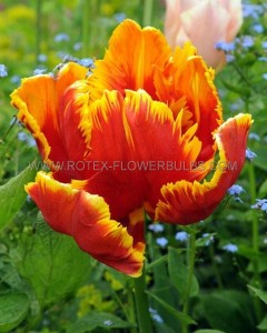 TULIPA PARROT ‘DEEJAY PARROT‘ 12/+ CM. (15 QUALITY PKGS.X 6)