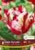 TULIPA PARROT ESTELLA RIJNVELD 12 CM. 15 QUALITY PKGS.X 6