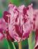 TULIPA PARROT JAMES LAST 12 CM. 100 LOOSE P.BINBOX