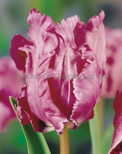 TULIPA PARROT ‘JAMES LAST‘ 12/+ CM. (100 LOOSE P.BINBOX)