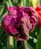 TULIPA PARROT NEGRITA PARROT 12 CM. 15 QUALITY PKGS.X 6