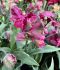 TULIPA PARROT POWER PARROT 12 CM. 100 LOOSE P.BINBOX