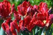 TULIPA PARROT RED MADONNA 12 CM. 15 QUALITY PKGS.X 6