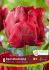 TULIPA PARROT RED MADONNA 12 CM. 15 QUALITY PKGS.X 6