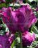 TULIPA PARROT SECRET PARROT 12 CM. 15 QUALITY PKGS.X 6