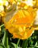 TULIPA PARROT YELLOW MADONNA 12 CM. 100 LOOSE P.BINBOX