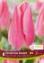 TULIPA SINGLE EARLY CHRISTMAS DREAM 12 CM. 15 QUALITY PKGS.X 6