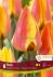 TULIPA SINGLE EARLY FLAIR 12 CM. 15 QUALITY PKGS.X 6