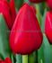 TULIPA SINGLE EARLY MERRY CHRISTMAS 12 CM. 100 LOOSE P.BINBOX