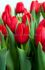 TULIPA SINGLE EARLY MERRY CHRISTMAS 12 CM. 100 LOOSE P.BINBOX