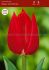 TULIPA SINGLE EARLY MERRY CHRISTMAS 12 CM. 100 LOOSE P.BINBOX