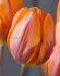 TULIPA SINGLE EARLY PRINSES IRENE 12 CM. 15 QUALITY PKGS.X 6