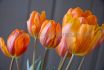 TULIPA SINGLE EARLY PRINSES IRENE 12 CM. 15 QUALITY PKGS.X 6